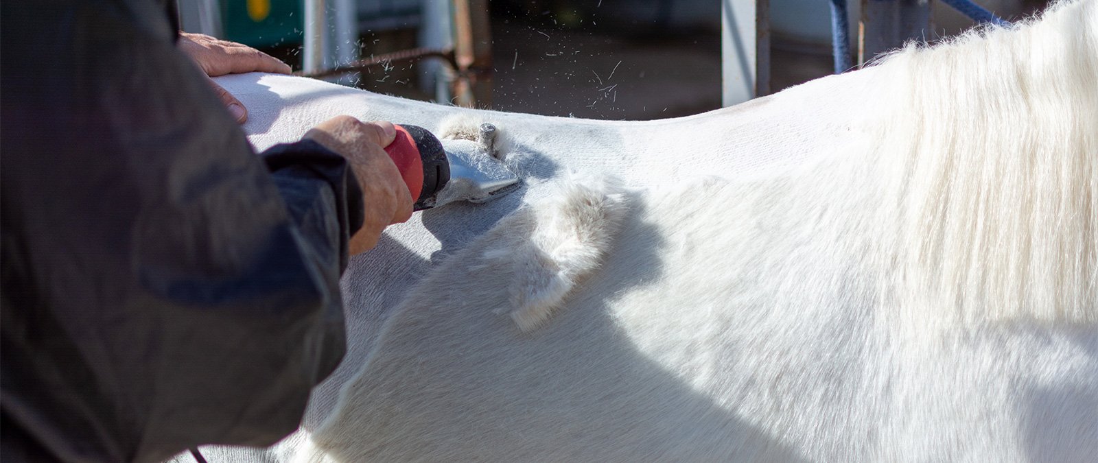 Clipping Your Horse