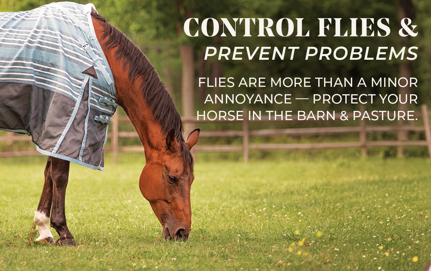 Fly Problem Prevention