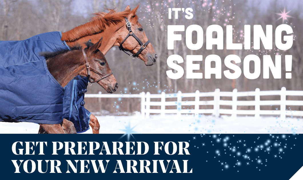 Horse Tack & Horse Supplies Store Shop Horse Blankets & More at