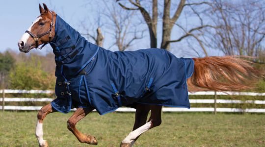 Which Blanket Fit is Right for My Horse