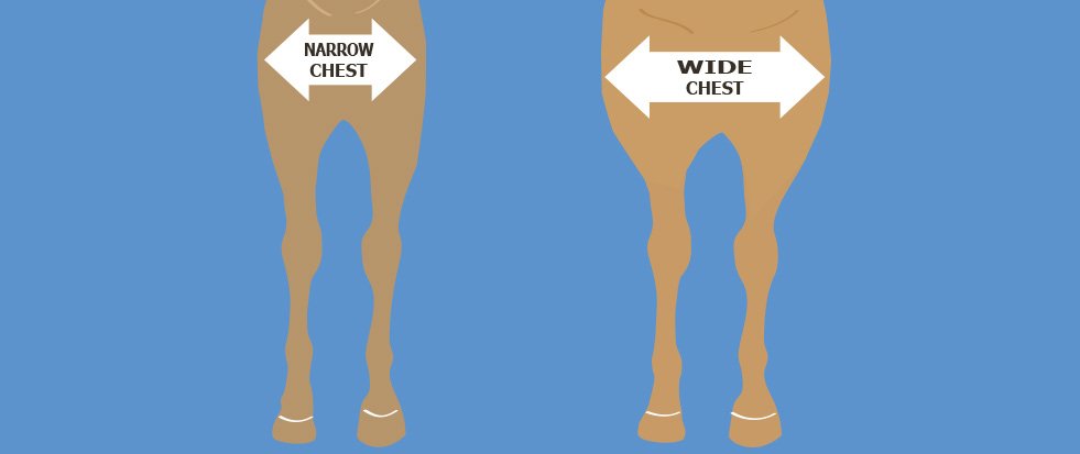 Horse Wide or Narrow