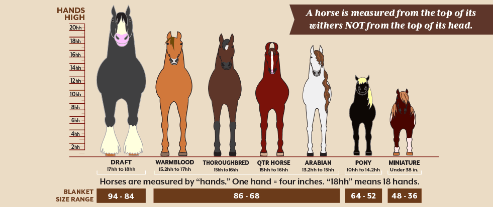 Horse Height Chart