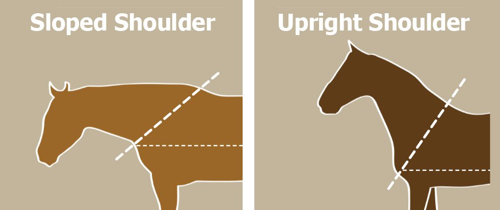 Horse Shoulders Sloped or Upright