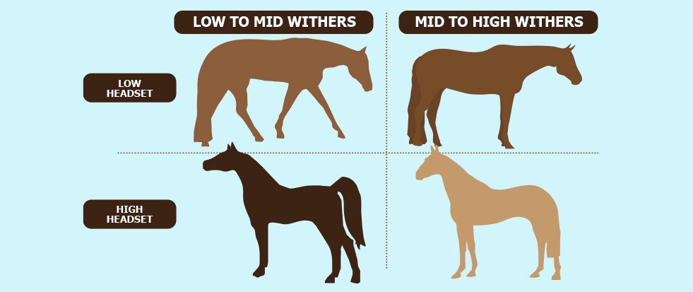 Horse High or Low Withers