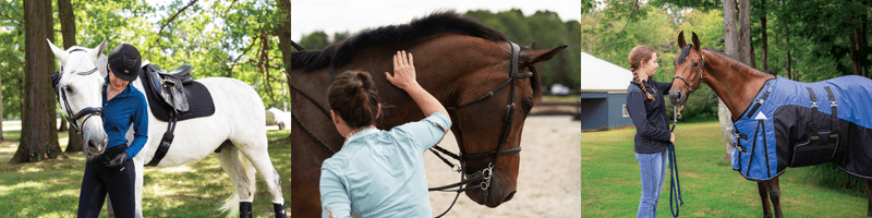 Horses connection with owners