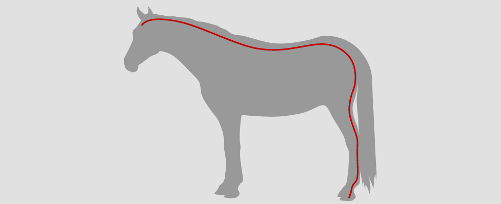 Diagram of Bladder Meridian on Horse