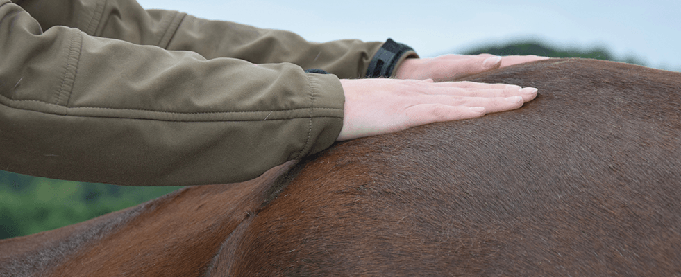 Massaging a Horse