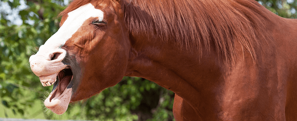 Happy Yawning Horse