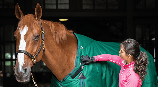 When to Blanket Your Horse - A Temperature Guide