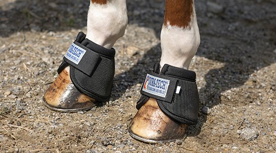 The 6 Best Portable Bridle Racks for Traveling and Shows