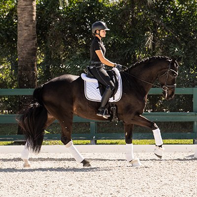 Dressage horse