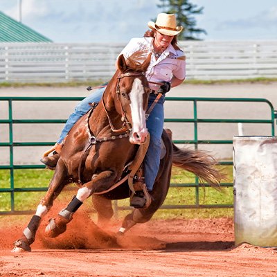 Rodeo horse