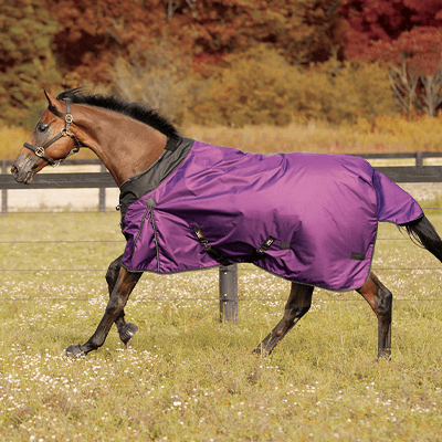 >StormShield® II - Your Horse's Shield Against the Elements