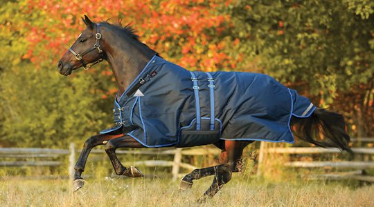 How to Measure Your Horse for a Blanket
