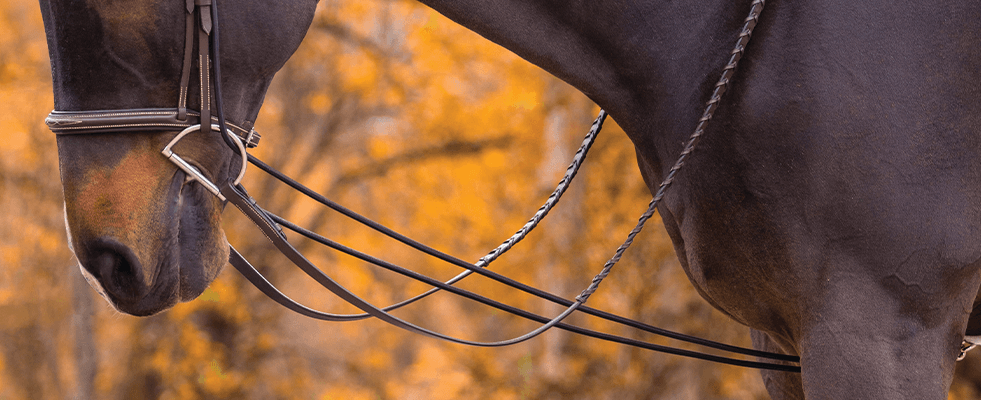 Common Mistakes to Avoid When Using Draw Reins