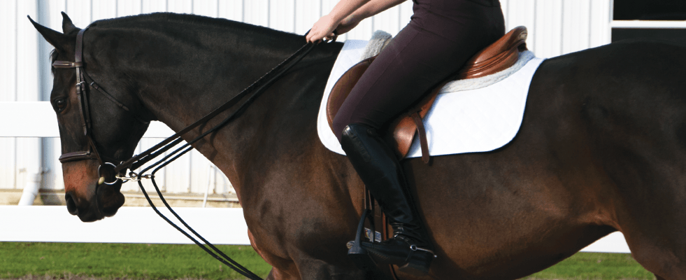 How to Put on Draw Reins