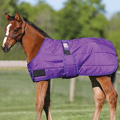 Dura-Nylon Expandable Lightweight Foal Stable Blanket