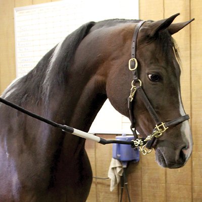 Dura-Tech Deluxe Safety No Chew Cross Tie