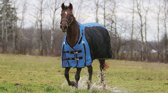 Blanketing Don'ts: Should You Blanket a Wet Horse?