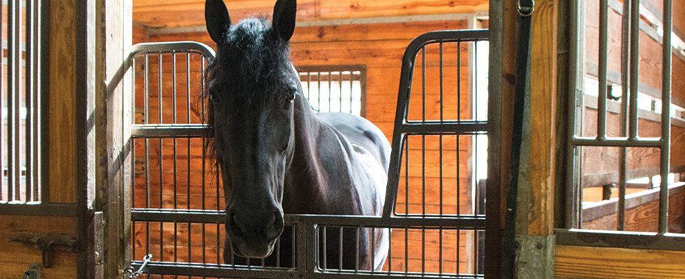 Key Considerations for Choosing a Stall Door