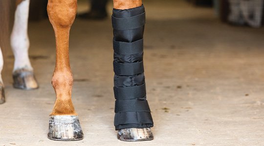 What is Cold Therapy and How Does it Benefit Horses