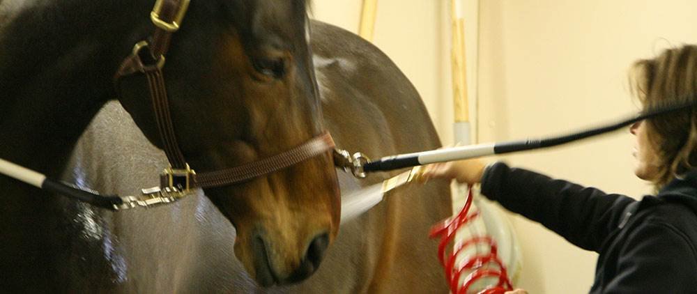 Getting Ready for a Horse Show - Know when to Bathe your Horse