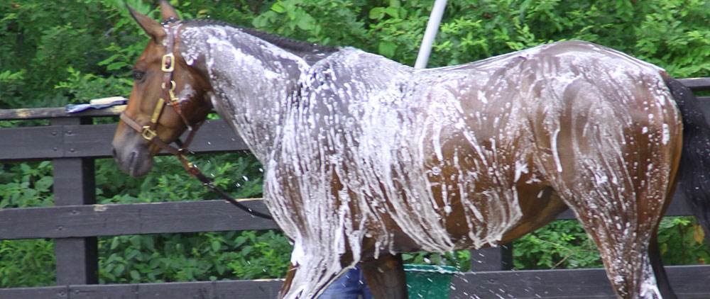 Getting Ready for a Horse Show - Use the Right Product for you and your Horse