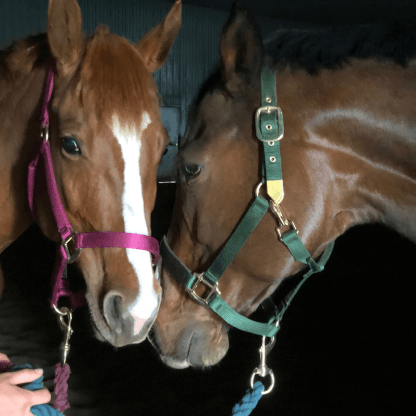Two bay horses bumping noses in a burgundy halter and a hunter green halter.