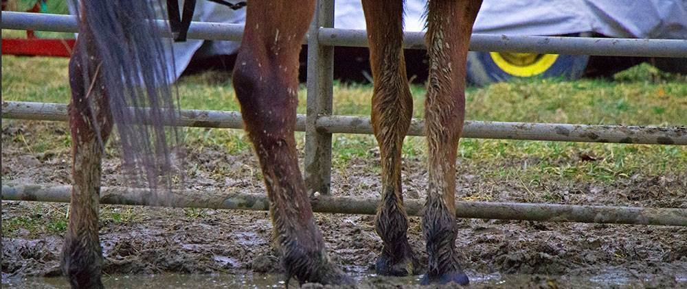 Muddy Pastures - Grooming Horses when Muddy