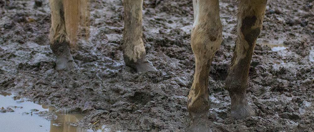 Muddy Pastures - Topical Treatments
