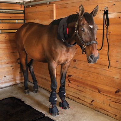 Schneiders EquiCare® LED Therapy Red Light Equine Kit