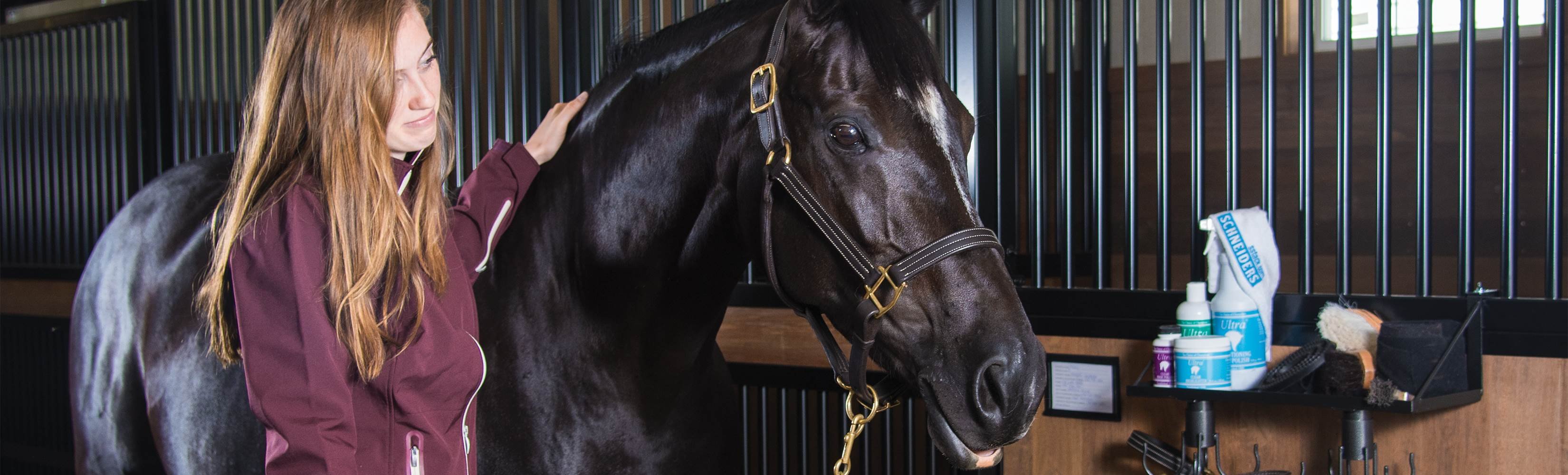 Should you Microchip your Horse