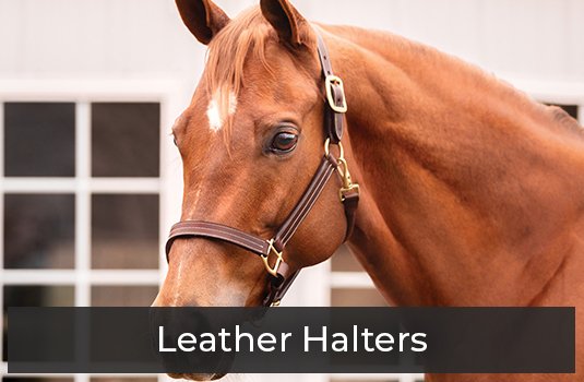 Leather Halters