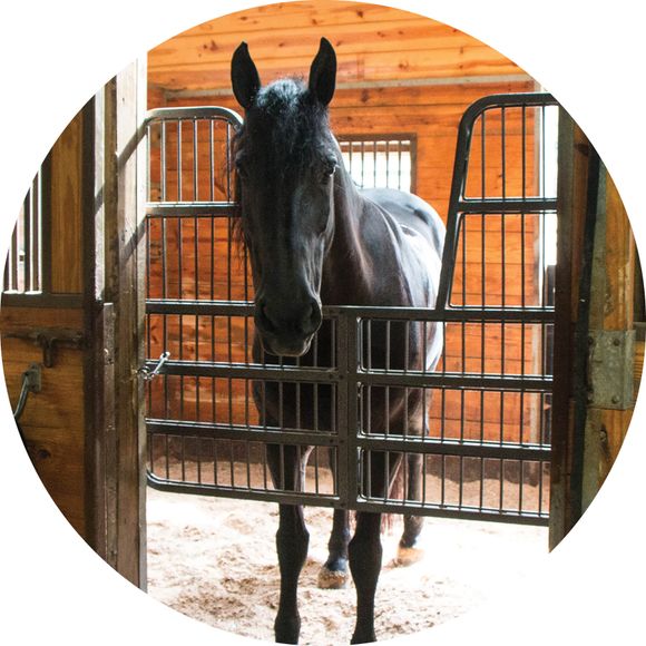 Durable Strength Meets Classic Comfort