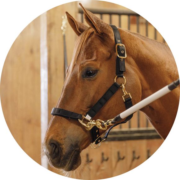 A Calming Magnetic Stable Halter