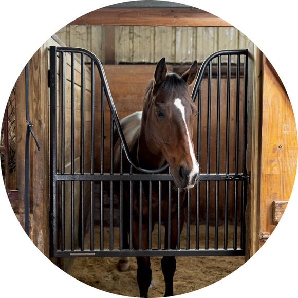 An Elite Option in Every Way