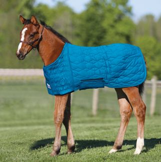 Cabezada Ajustable Para Potro Minishetty - Nylon Resistente, Cierre Con Mosquetón, Ideal Para Caballos De Juguete O Miniatura