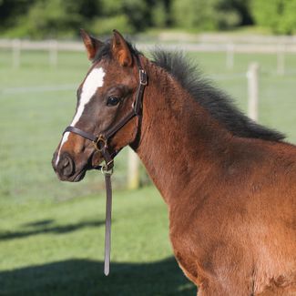 Premier Leather Foal Halter - Weanlingimage