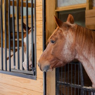 Schneiders Easy-Up Angle Iron Horse Stall Chew Guards - set of 3