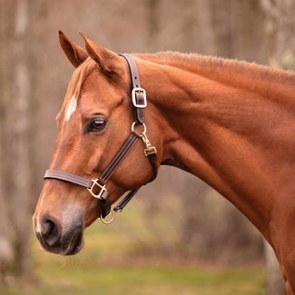 Schneiders® Triple Stitched Leather Halterimage