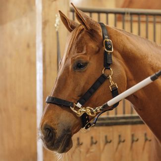 Schneiders® Magnetic Therapy Calming Nylon Stable Halter