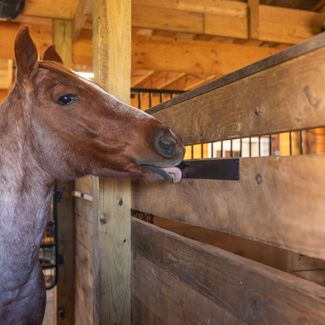 Schneiders® Easy-Up® 36 Flat Plate Metal Chew Guards - Set of 3