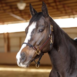 Schneiders® Leather and Rope Nose Combo Control Halterimage