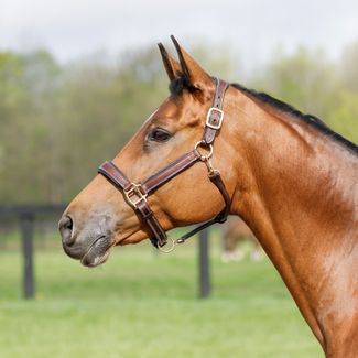 Schneiders® Ergonomic Padded Leather Halterimage