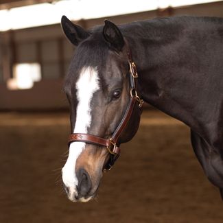 K3DE Padded Leather Halterimage