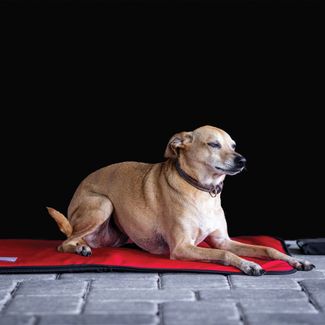 Sport Innovations Magnetic Dog Mat Standardimage