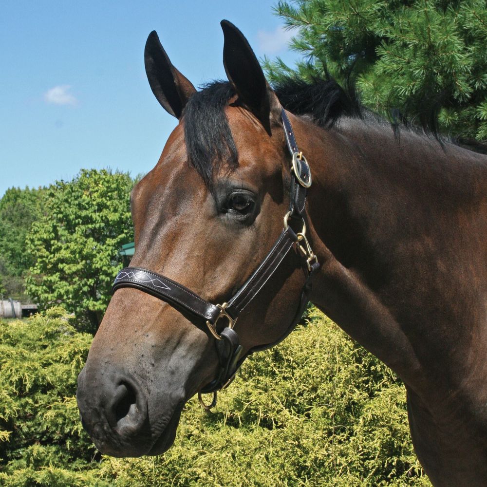 Joseph Sterling® Dorchester Padded Leather Halter