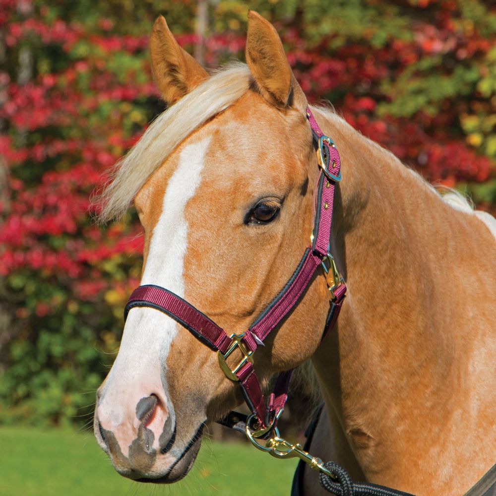 Dura-Tech® Deluxe Fully Padded Nylon Breakaway Halter