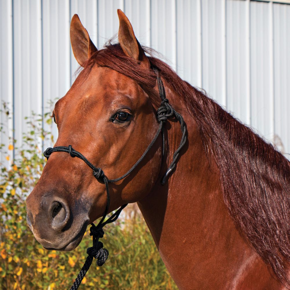 Dura-Tech® Rope Control Halter w/13.5' Lead