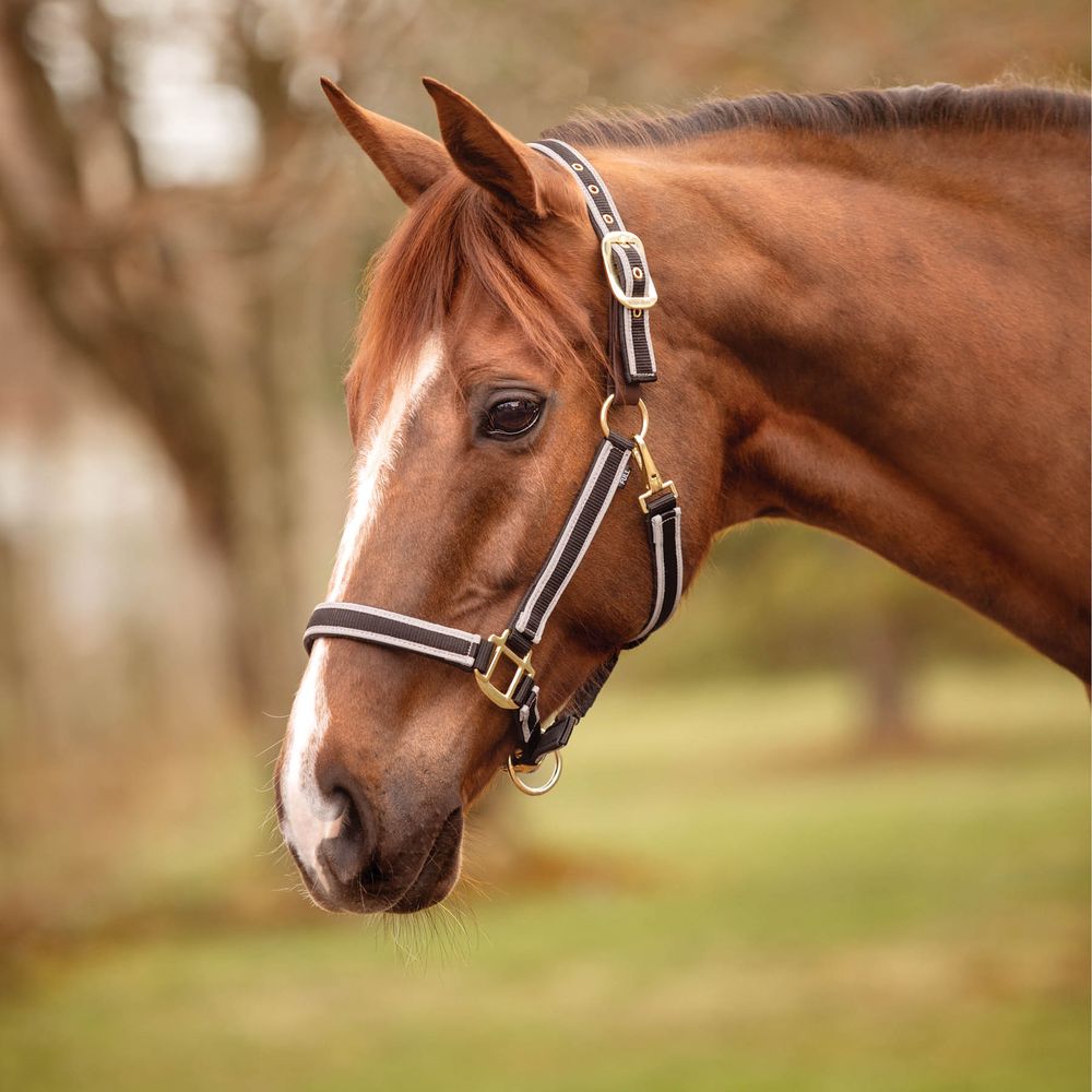 Schneiders® Padded Reflective Breakaway Halter